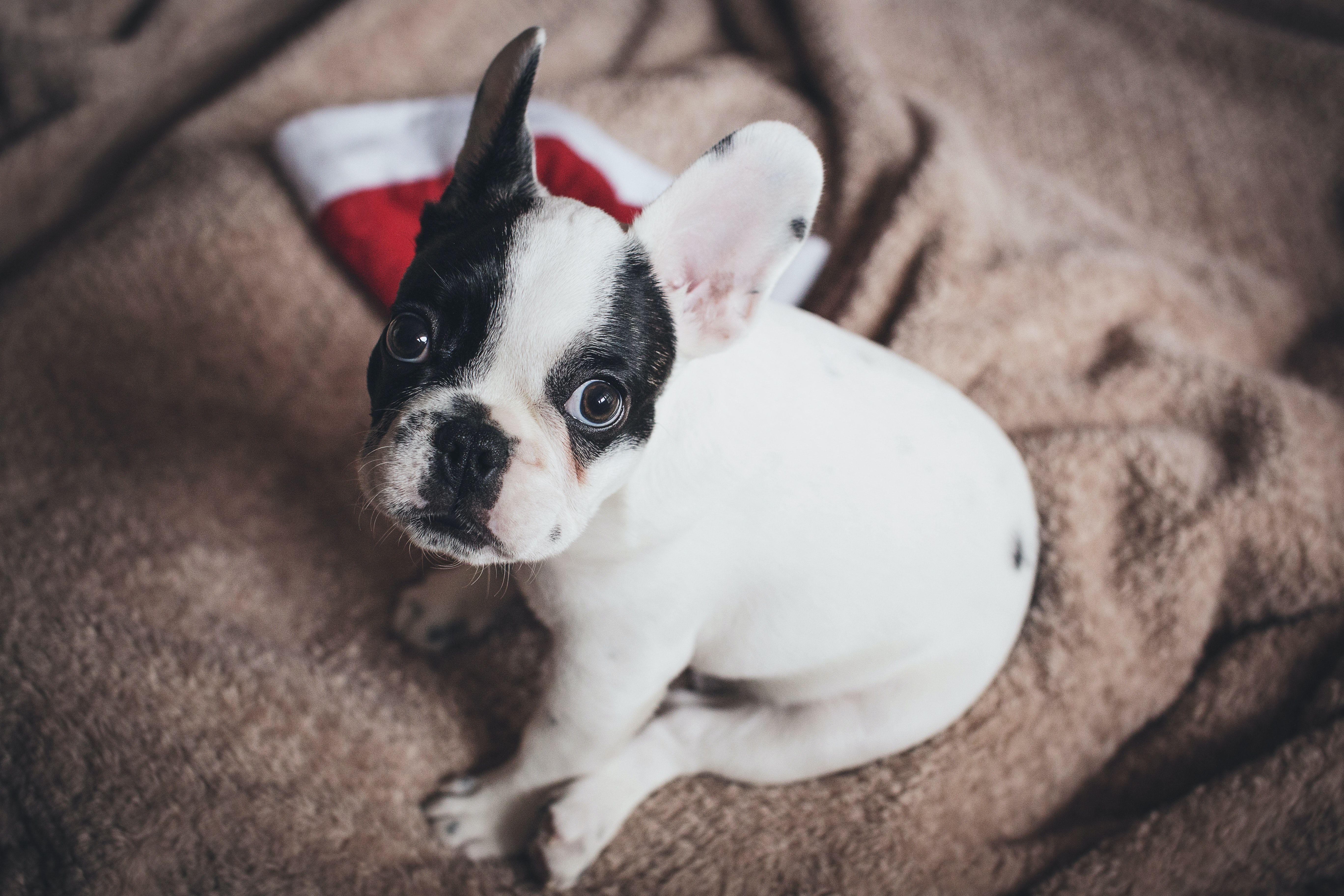 A Brief Guide for New Frenchie Puppy Parents