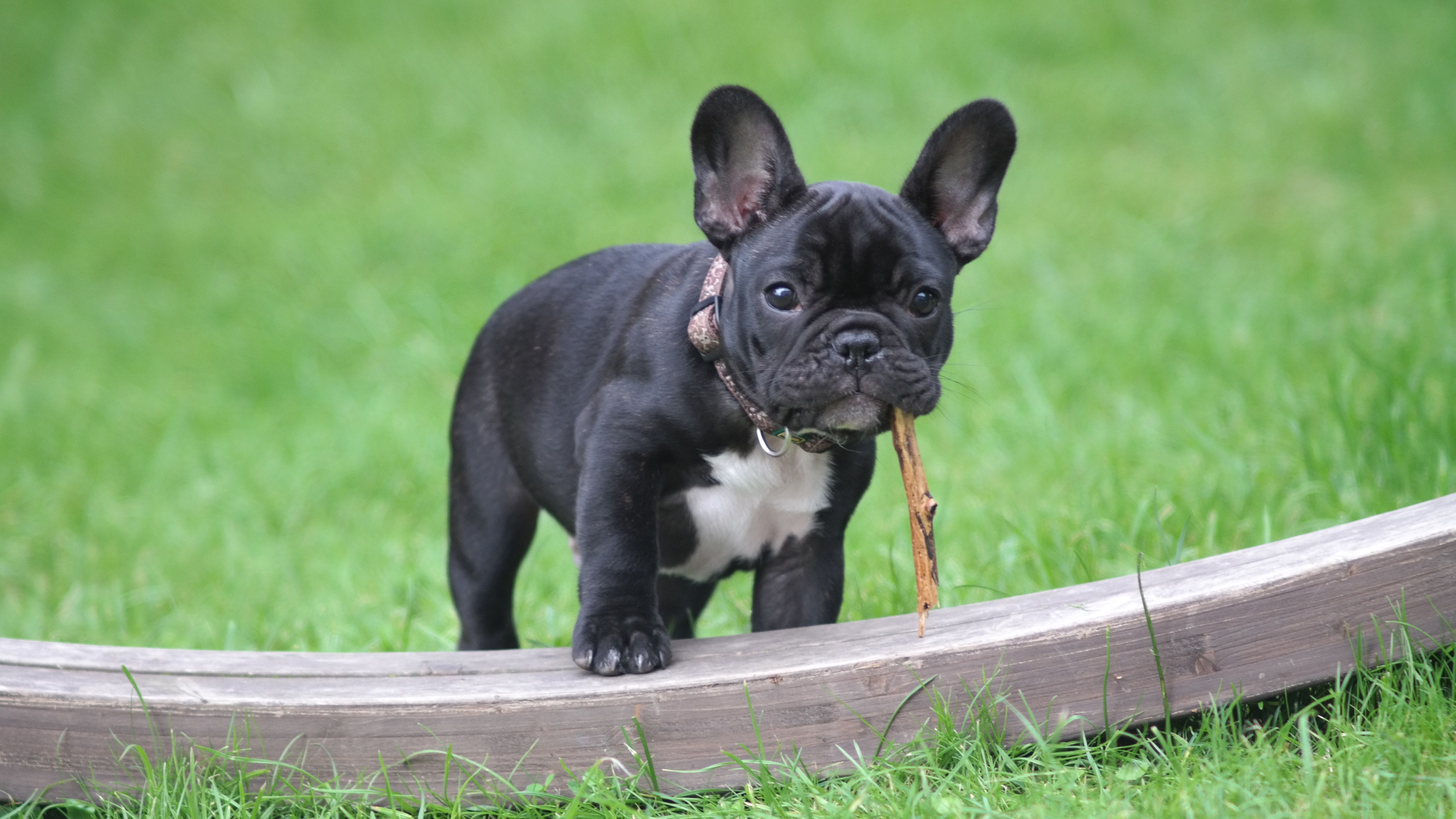 Maintenance of French Bulldogs – Are they High Maintenance?