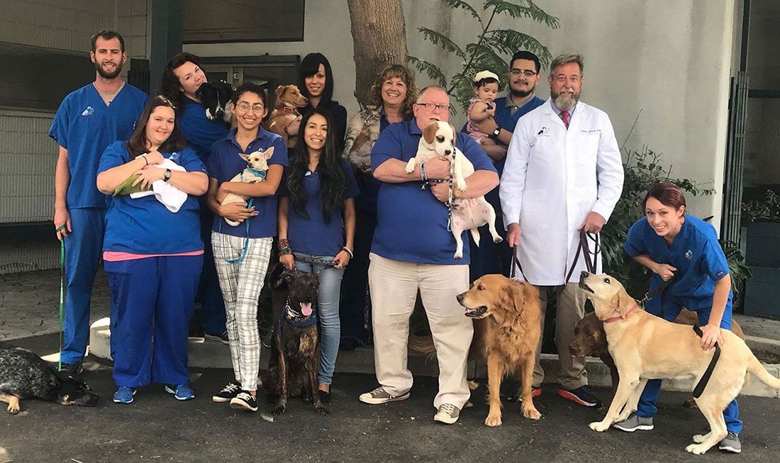 veterinarians
