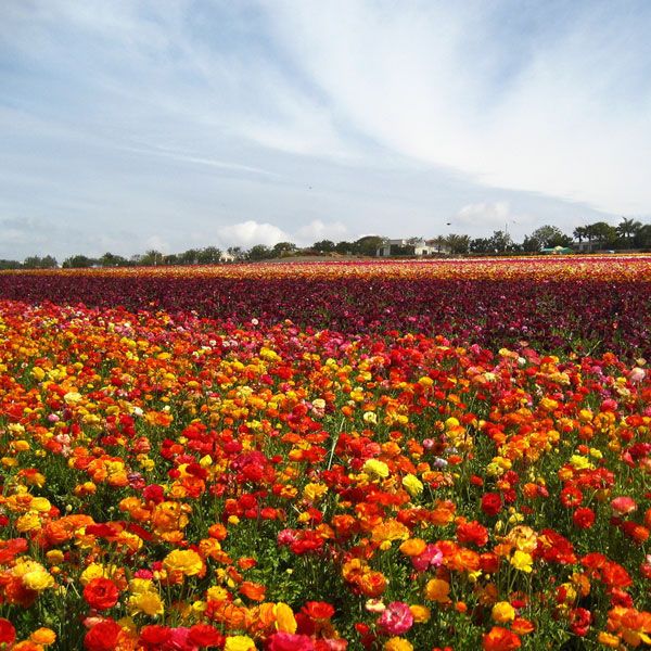 Carlsbad