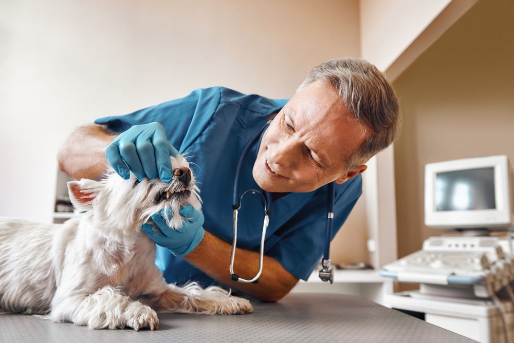 How Regular Dental Radiology Can Save Your Pet's Teeth