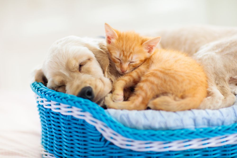 Answers for Common Questions About Puppy and Kitten Vaccinations