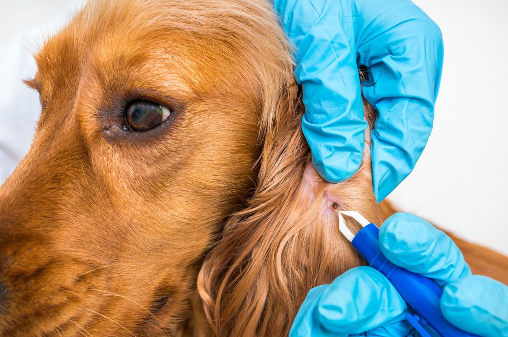 Risks and Signs of Tick-borne Diseases in Pets