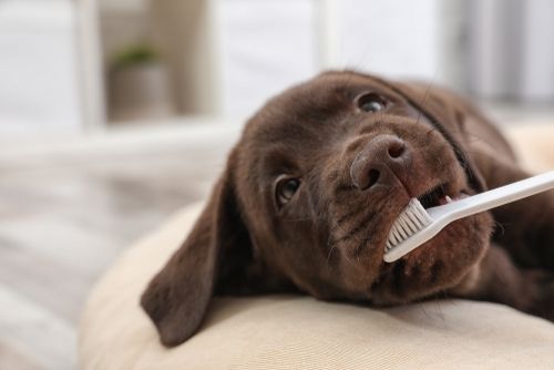 Why Dogs and Cats Need Dental Care, Too
