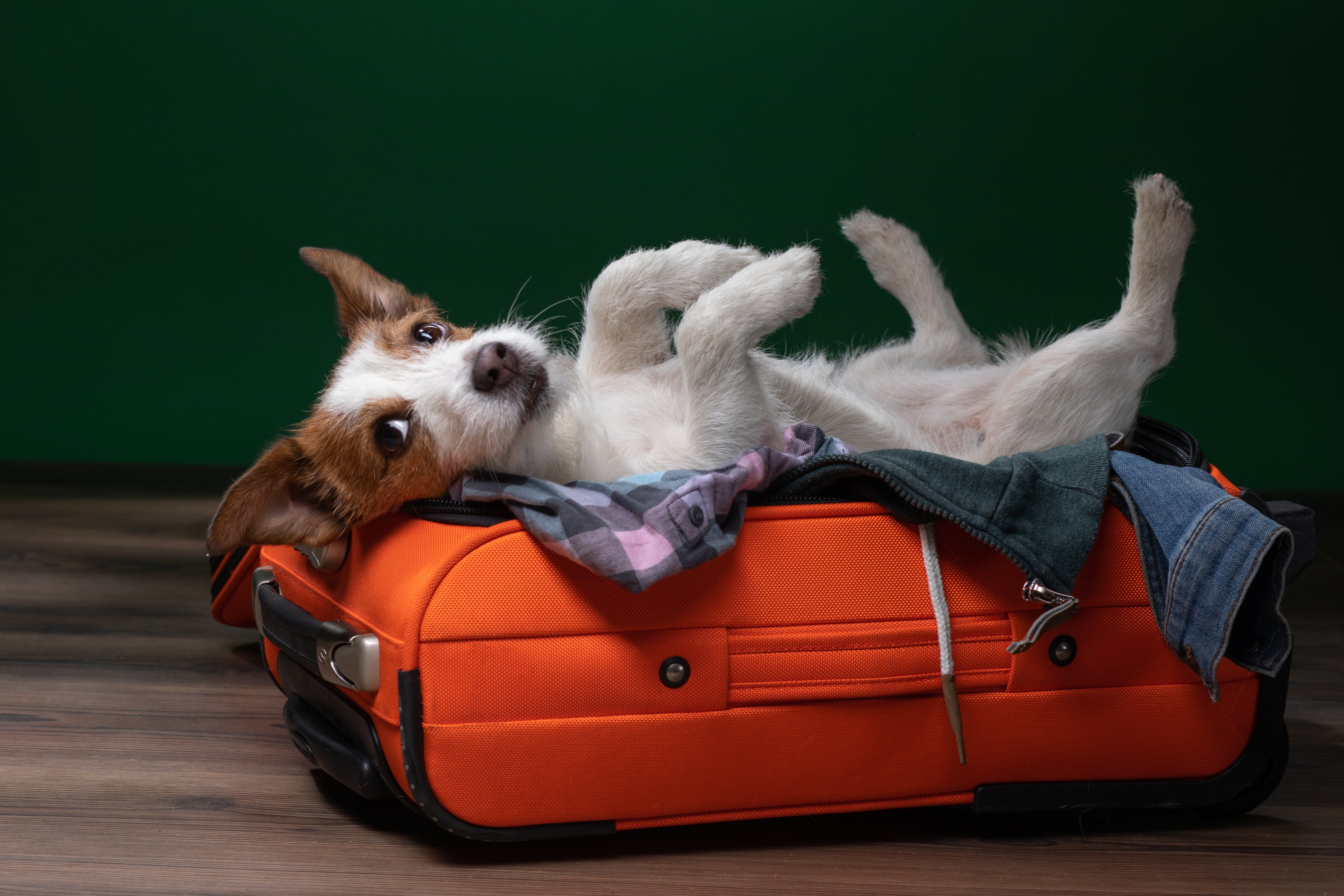What Should I Bring for My Dog When Boarding?