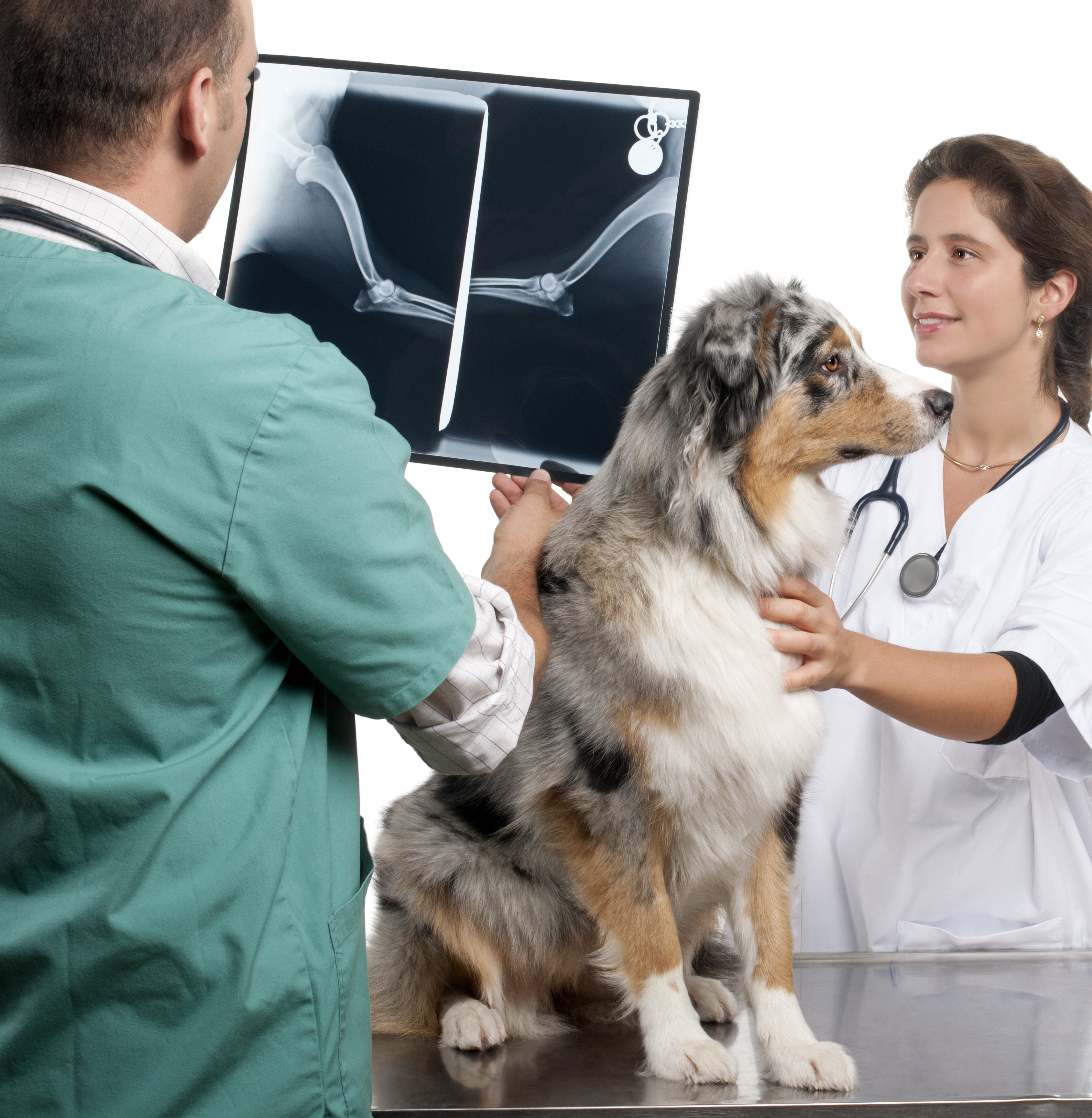 Ultrasound and X-rays: What Do Pet Scans Detect?