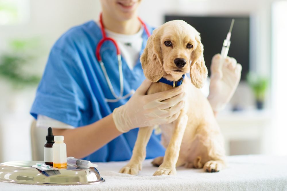 The Role of Your Veterinarian in Vaccination Timing