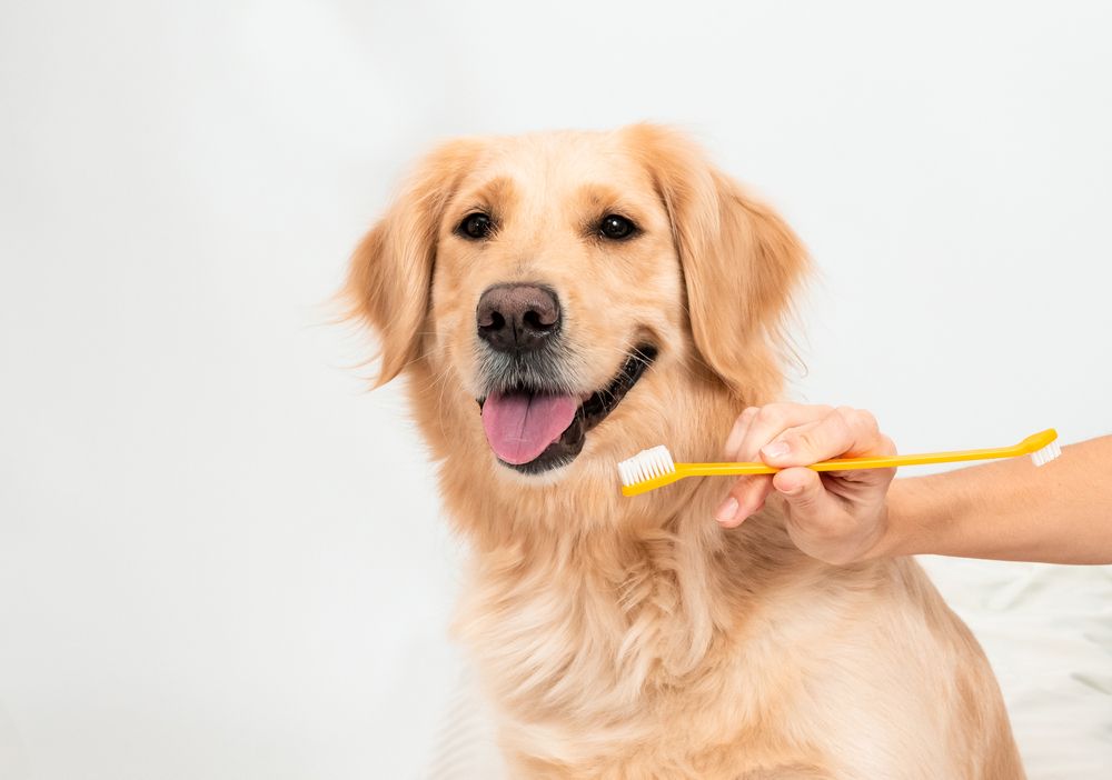 From Tooth to Tail: How Proper Dental Care Can Improve Your Pet's Overall Well-being