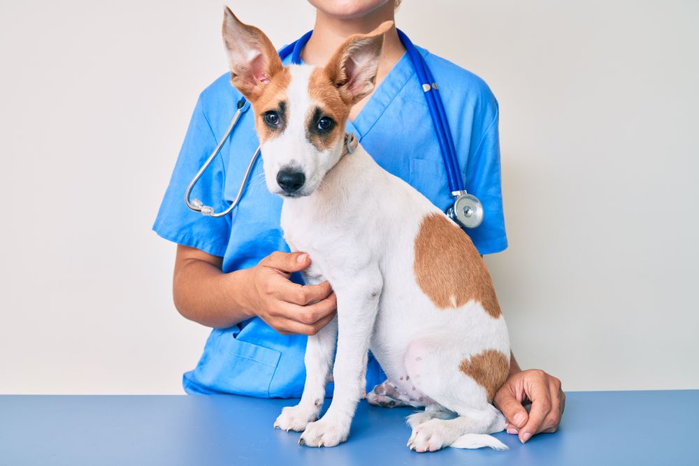 What to Expect During a Pet Wellness Exam