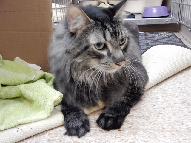 Sir Tubbington