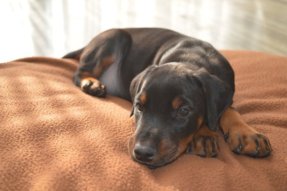 dog lying down