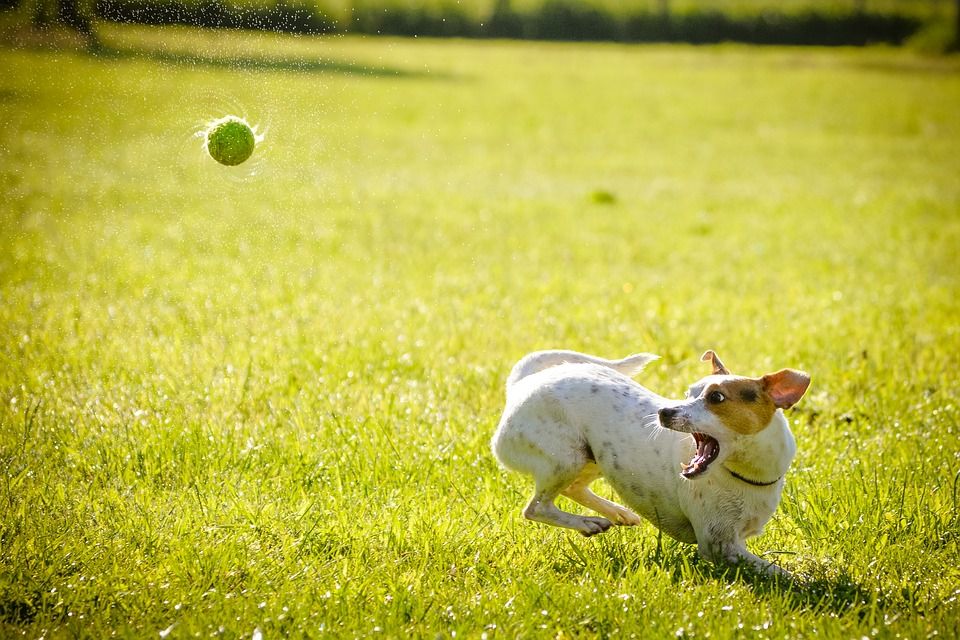dog playing