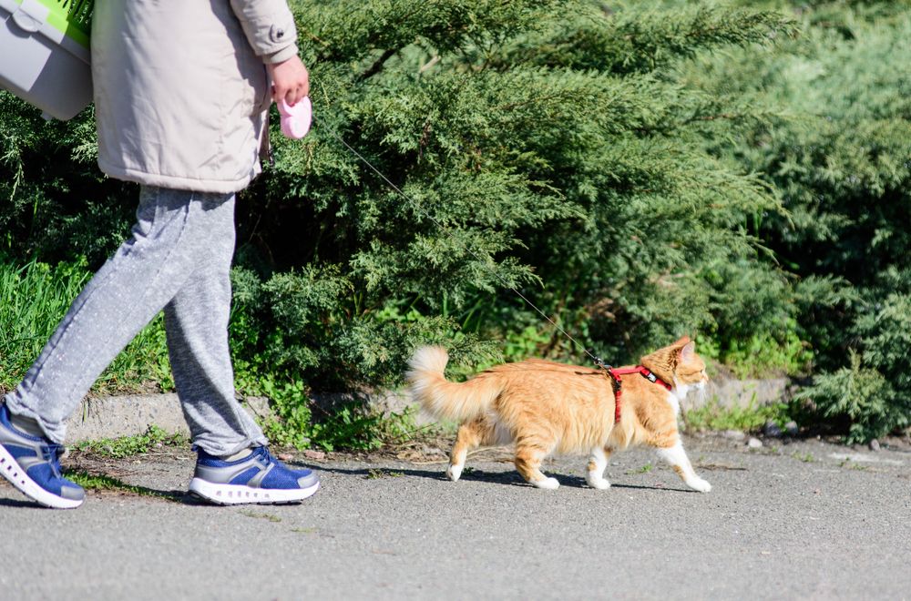 a walking cat on a leash with owner