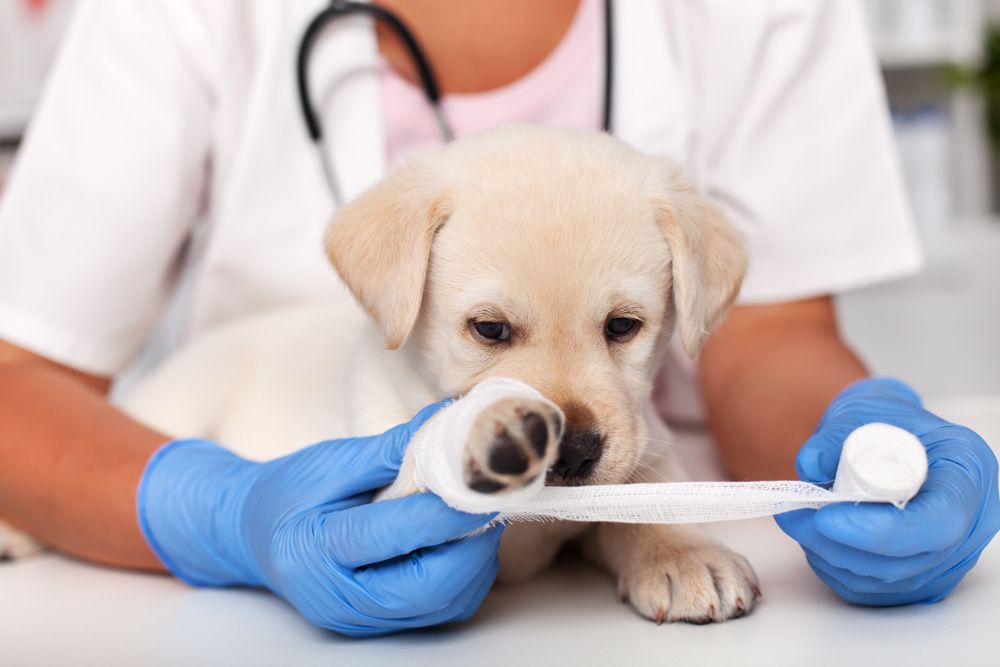 When to Take Your Pet to the Emergency Vet: Understanding Pet Emergencies 