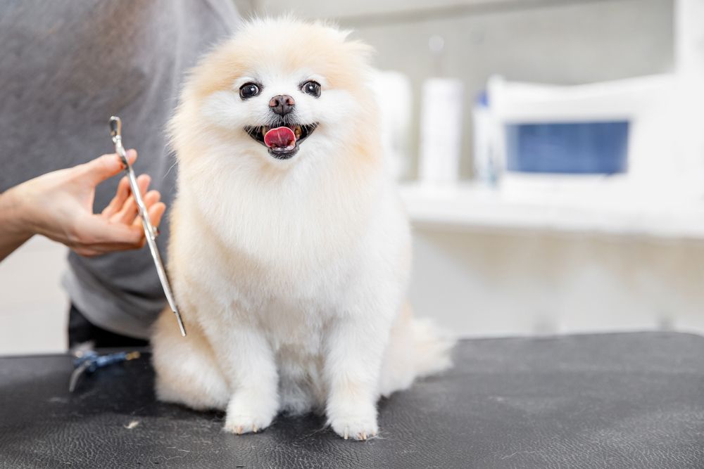 A Guide to Understanding the Different Types of Pet Grooming Services Available