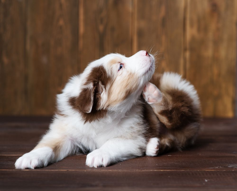 Common Allergens for Pets: Identifying Potential Triggers