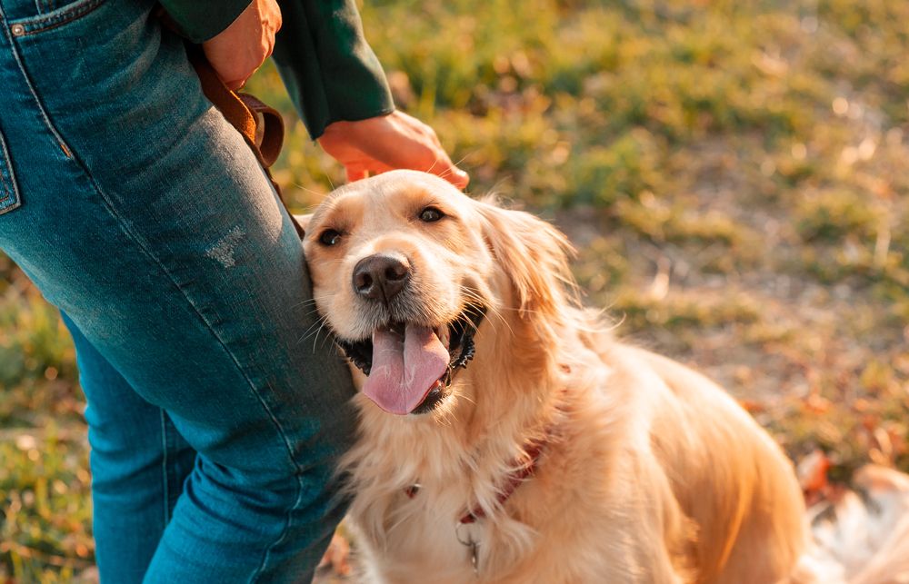 How Pet Boarding Services Keep Your Pet Safe and Comfortable While You’re Away
