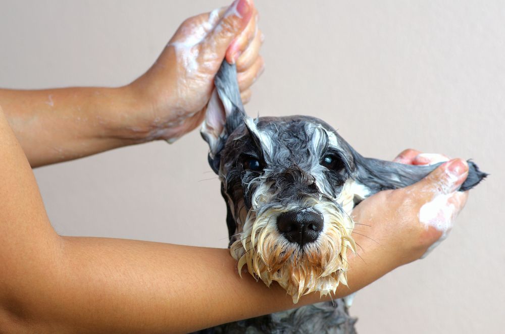 How Pet Grooming Services Keep Your Pet Looking and Feeling Their Best