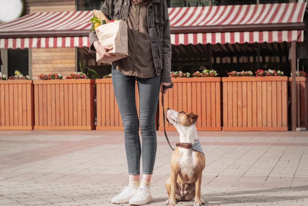 5 Things You Should Know Before Boarding Your Pet