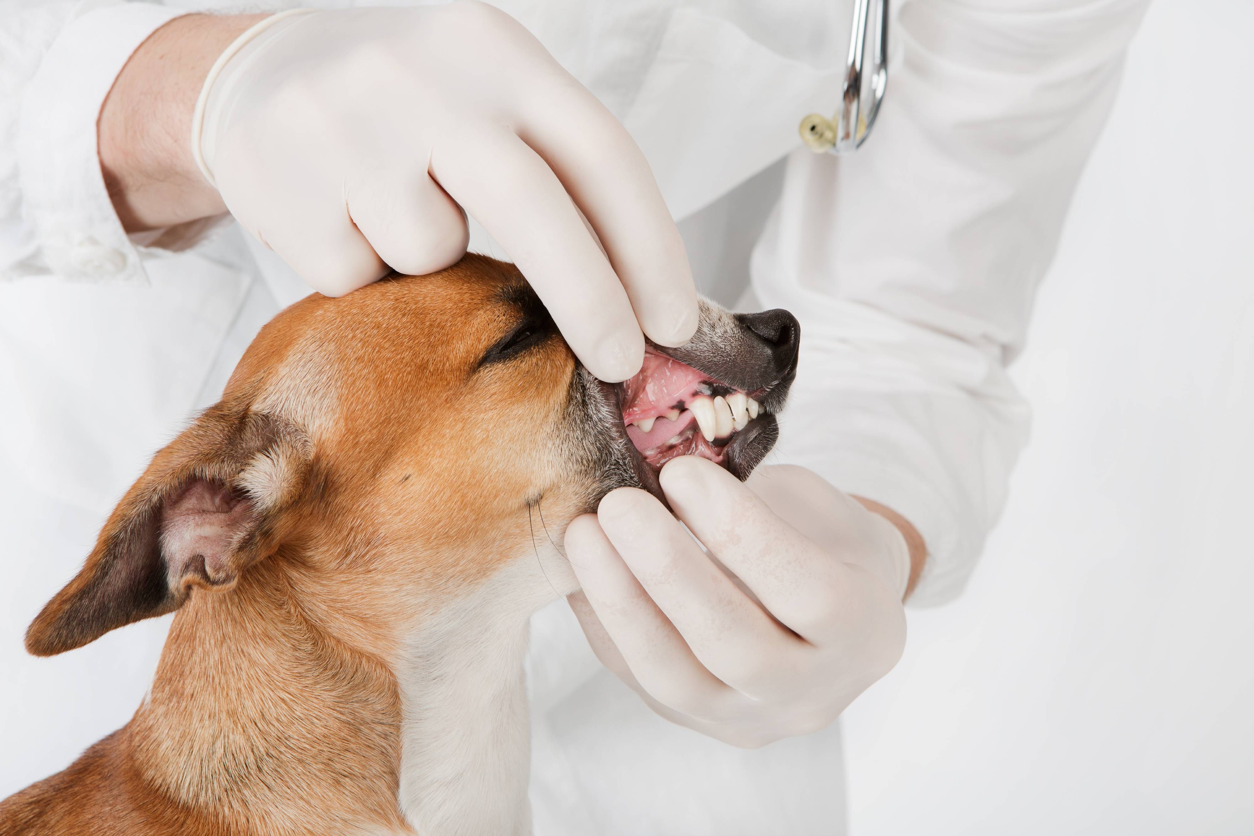 Why Dental Care Is Important for Overall Pet Health