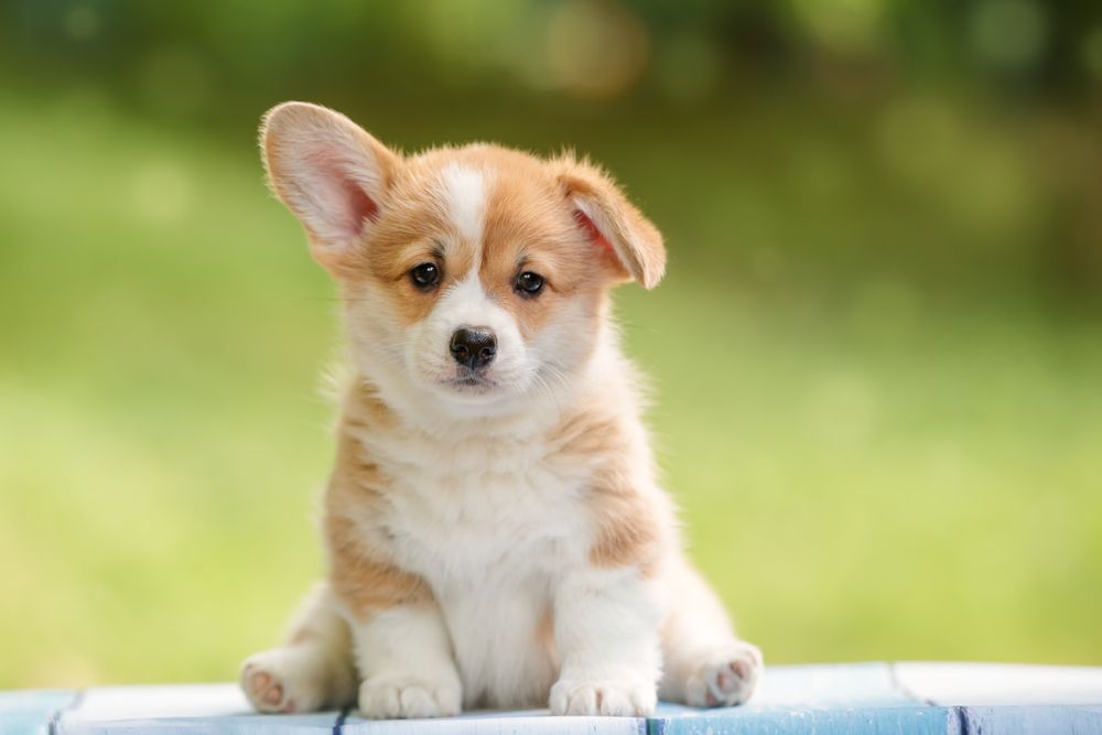 How to Prepare for Getting a Puppy