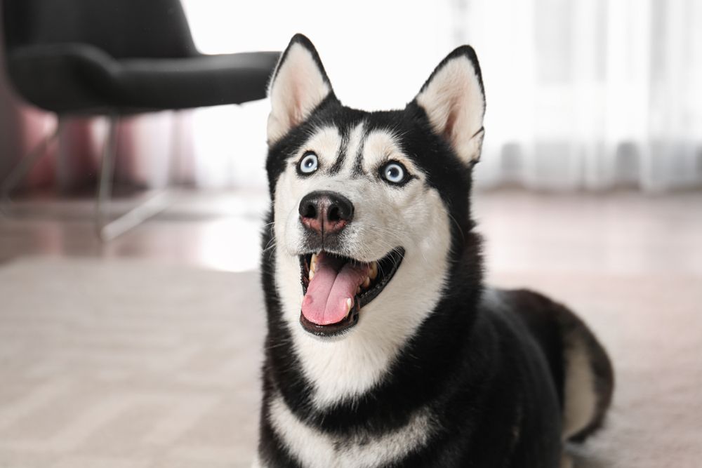 Animal Pain Awareness: Top Signs to Watch Out For