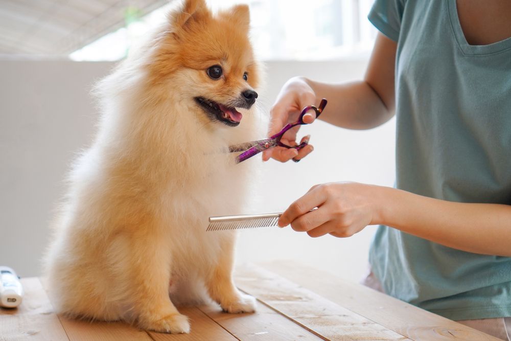 New Year’s Resolutions for Pet Owners