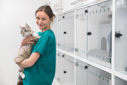 The Road to Recovery: Tips for Caring for Your Pet After Surgery