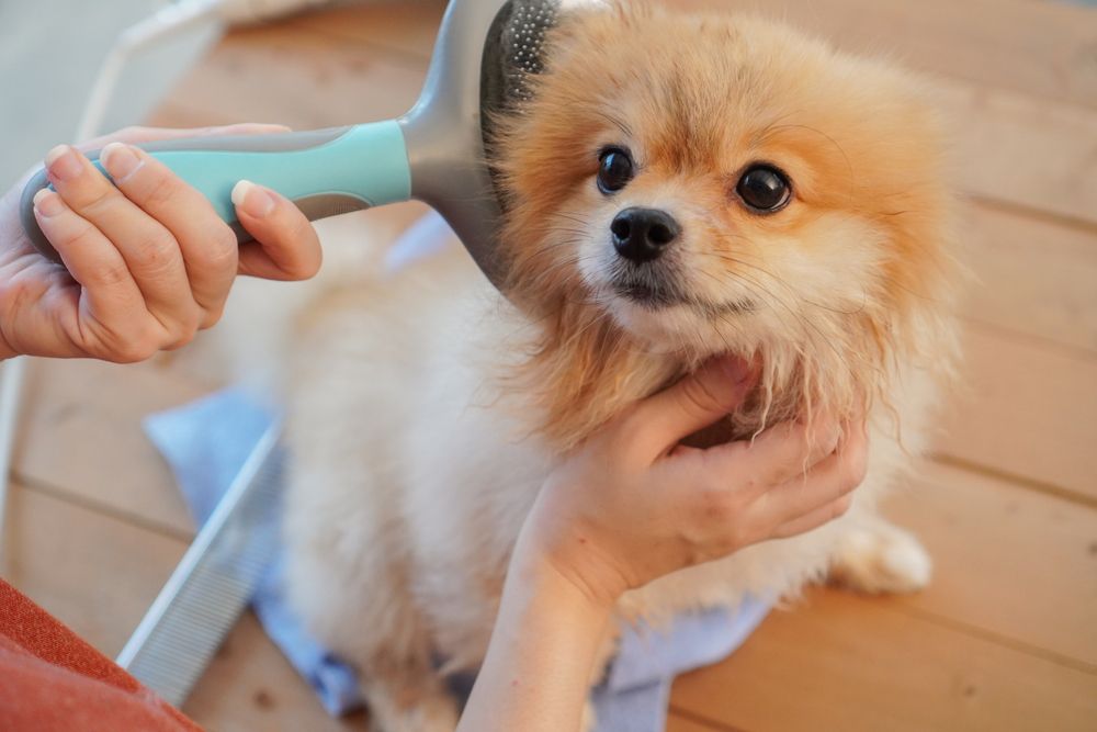 How Often Should I Get My Dog Groomed?