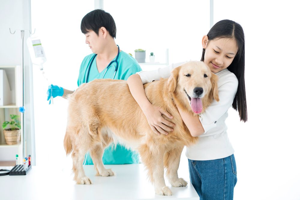 Signs and Symptoms Your Pet Needs Surgery