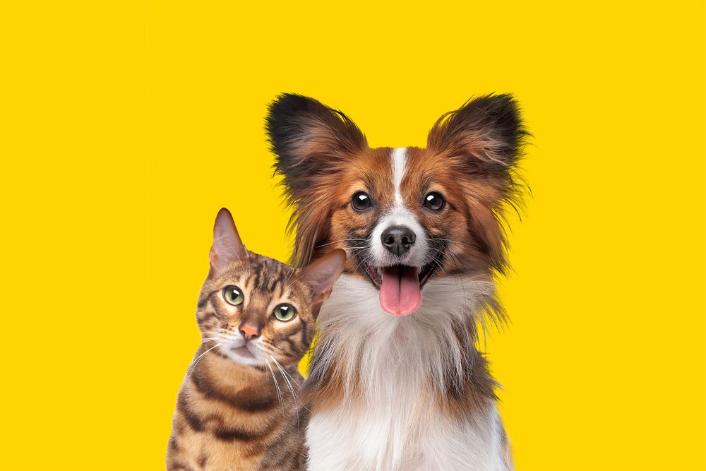 10 Simple Tips for Keeping Your Pet Happy and Healthy