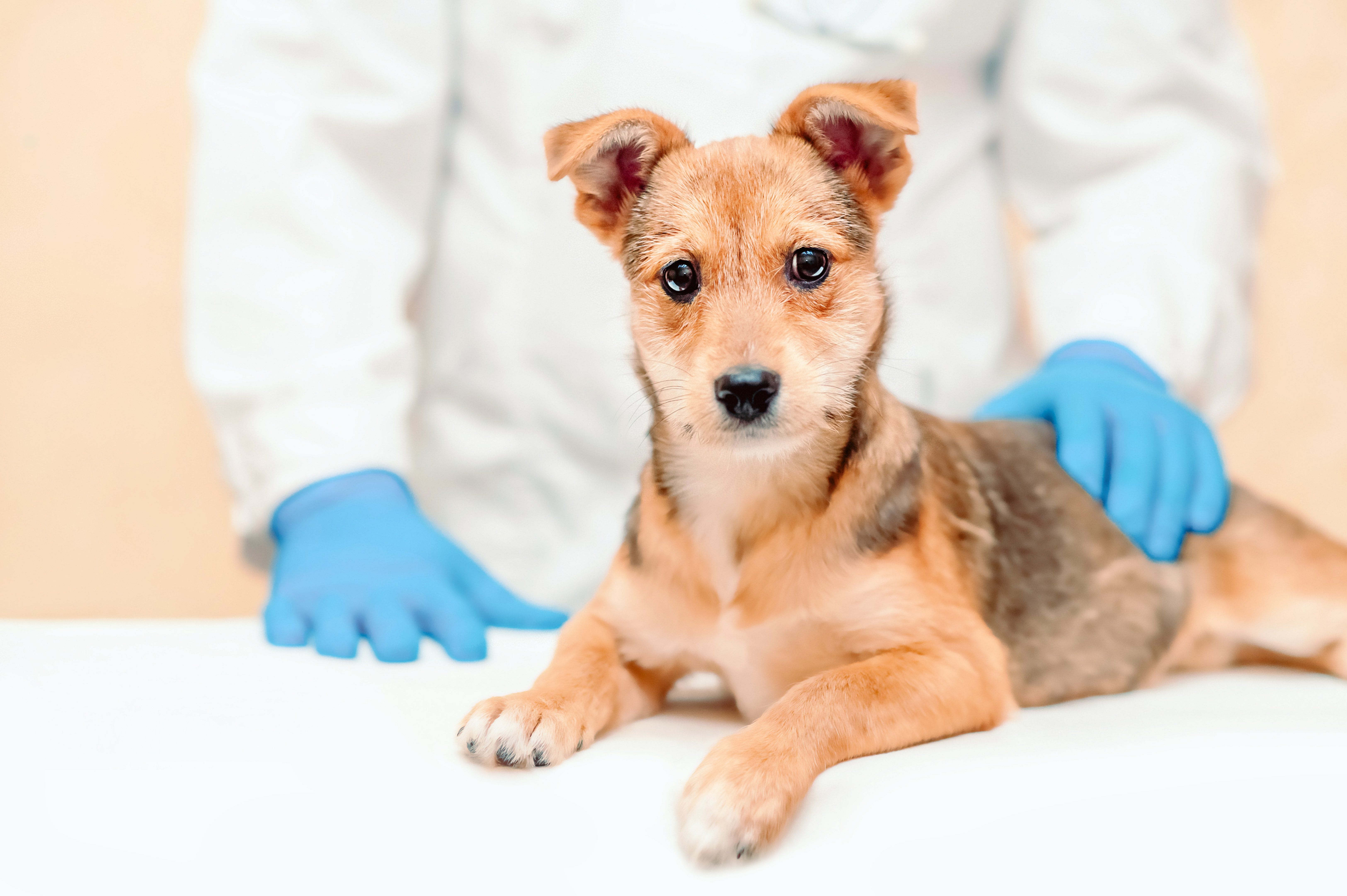 April Is National Heartworm Awareness Month