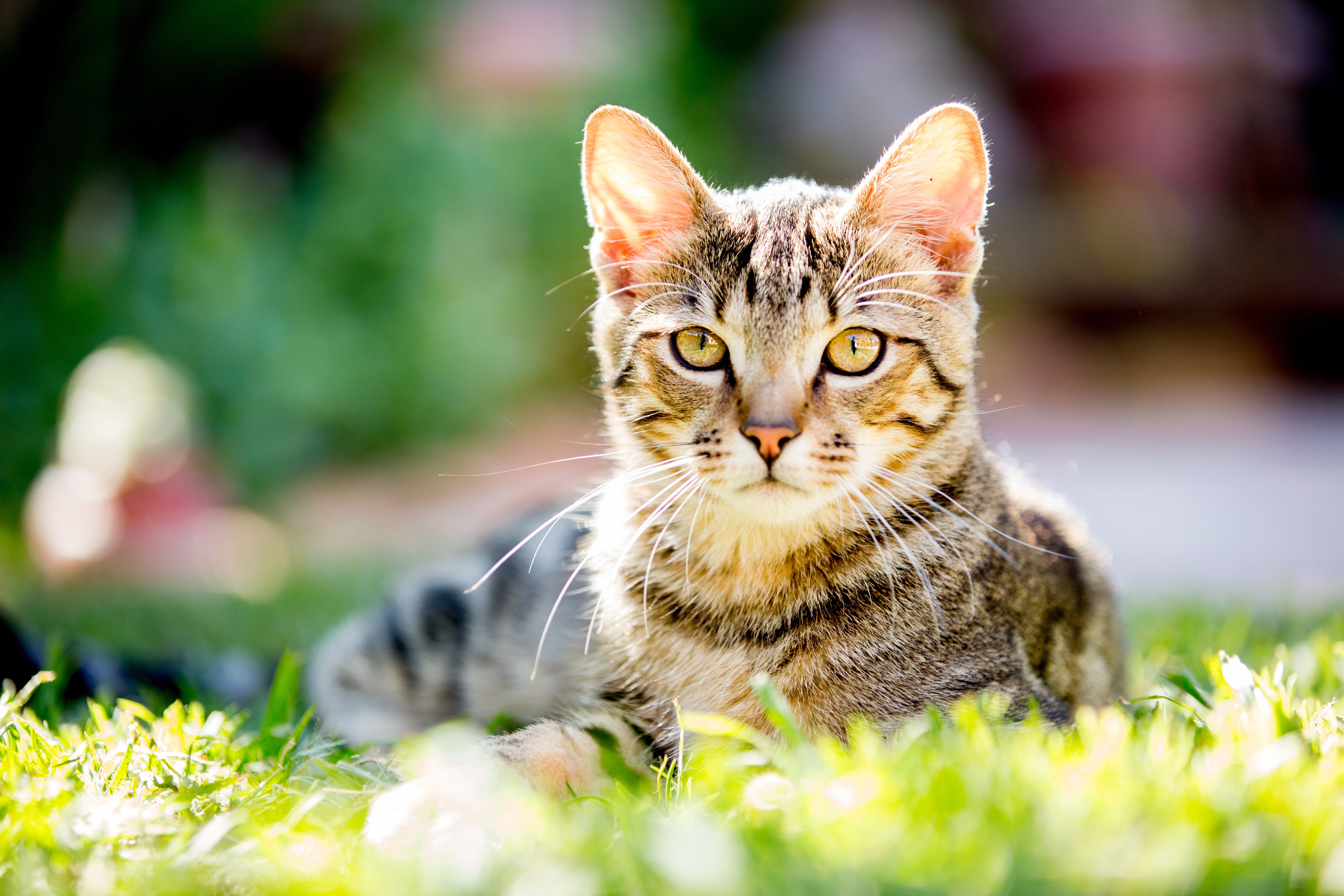 What Happens If Your Cat Gets Lyme Disease?