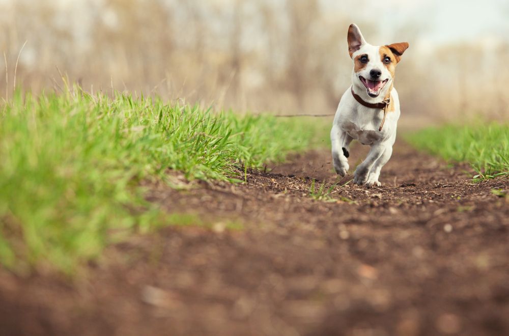 The Benefits of Spaying or Neutering Your Pet