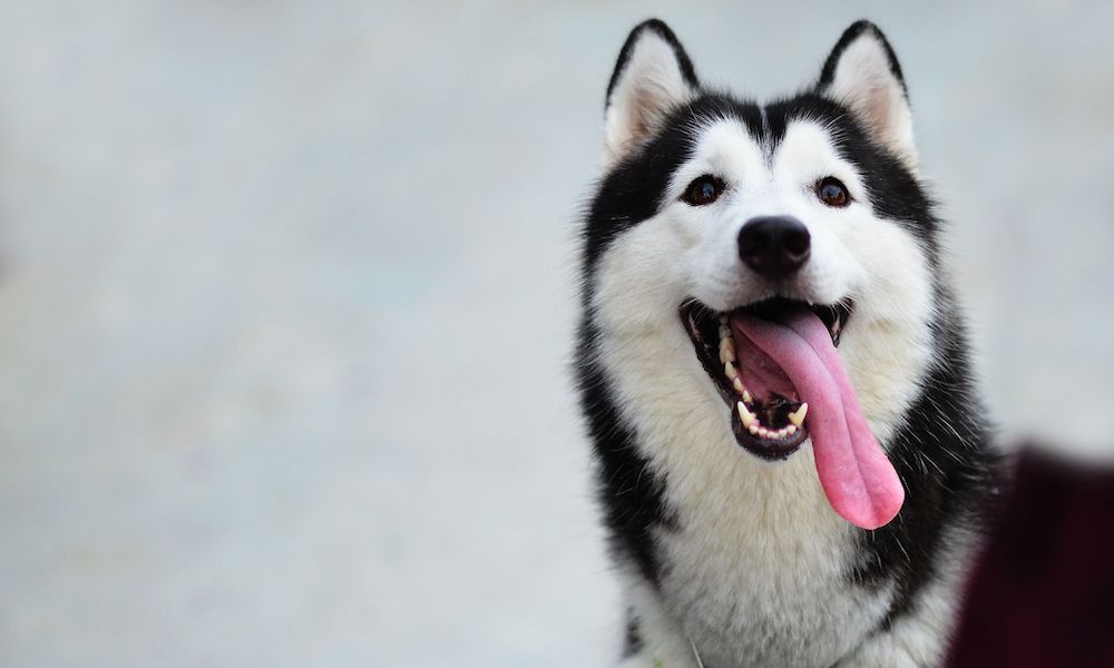 Dog Boarding: What to Expect?