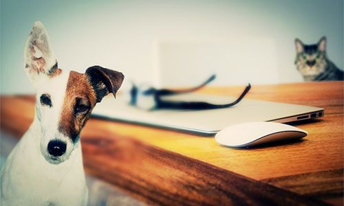 Online Resources