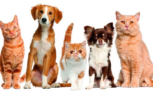 About Us at Eastridge Animal Hospital | Pet Clinic in La Mesa