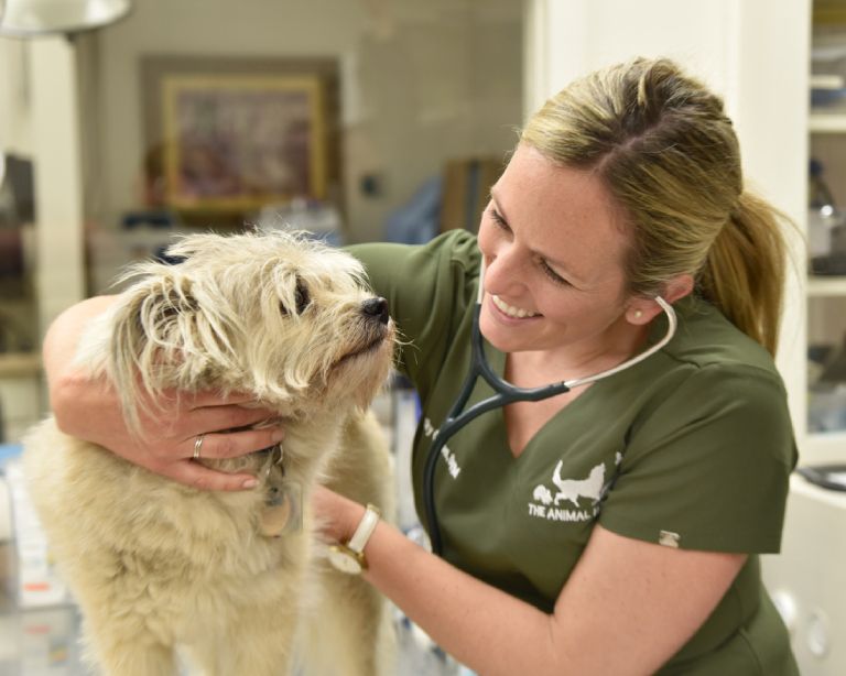 Veterinary Services in Slingerlands, NY at The Animal Hospital