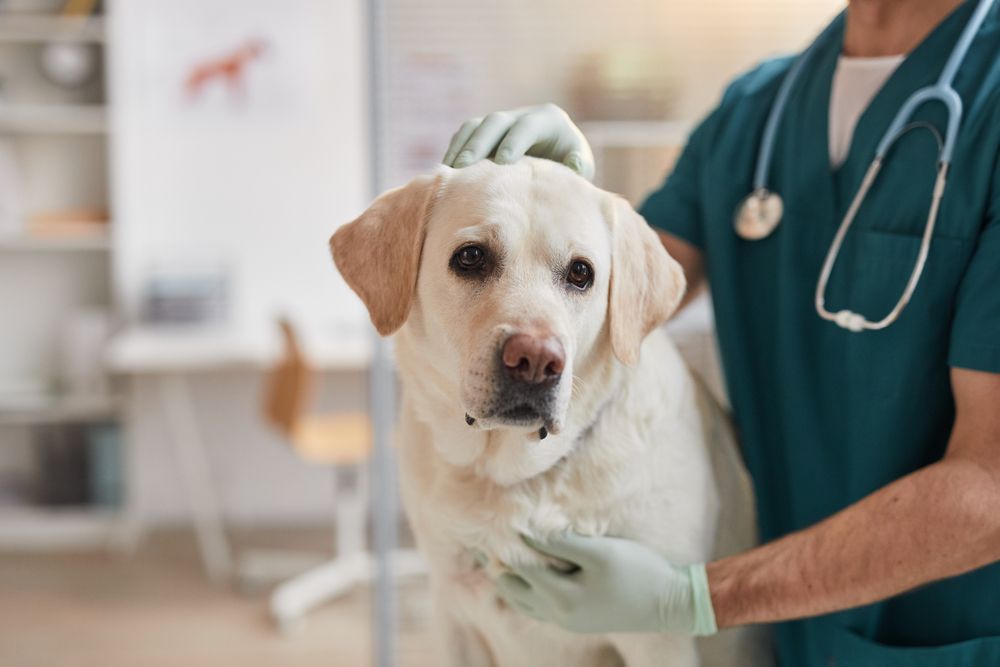 How to Tell If Your Pet Needs Emergency Care