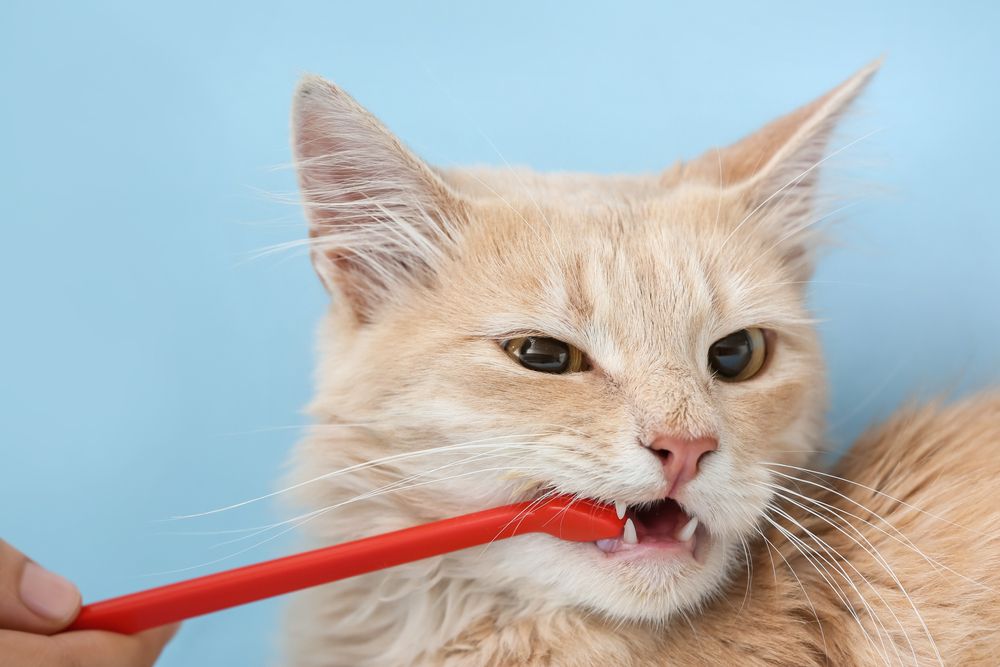 The Importance of Dental Cleanings for Your Pet
