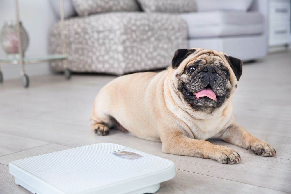 Tips for Keeping Your Pet at a Healthy Weight