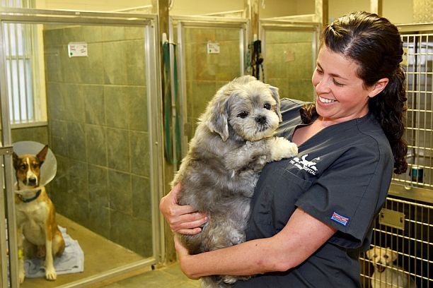 happy pet with vet