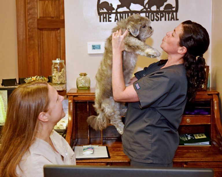happy pet in a veterinary clinic