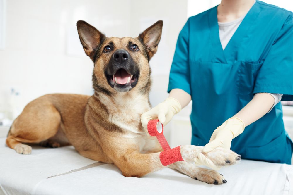 Common Pet Injuries and How to React