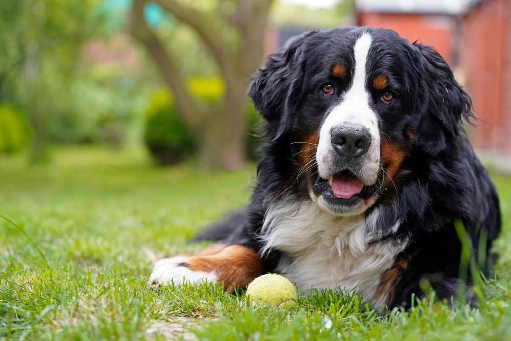 Senior Pet Care: How Do My Pet’s Needs Change as They Age?