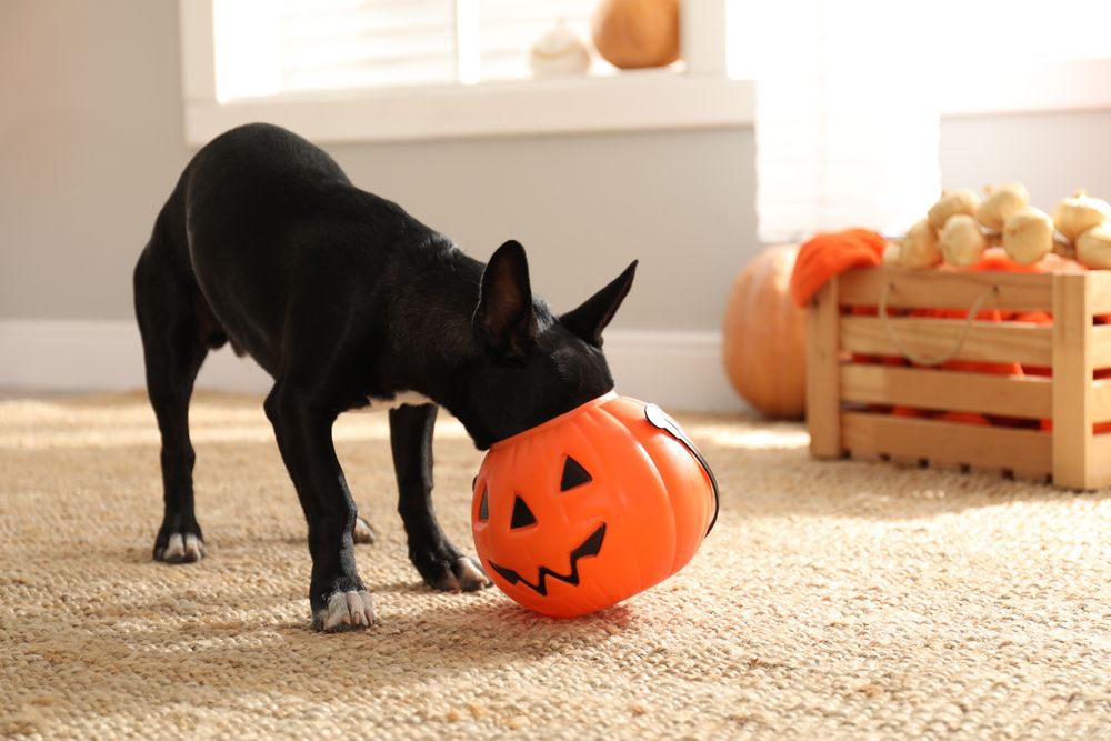 Signs Your Pet Needs Emergency Vet Care