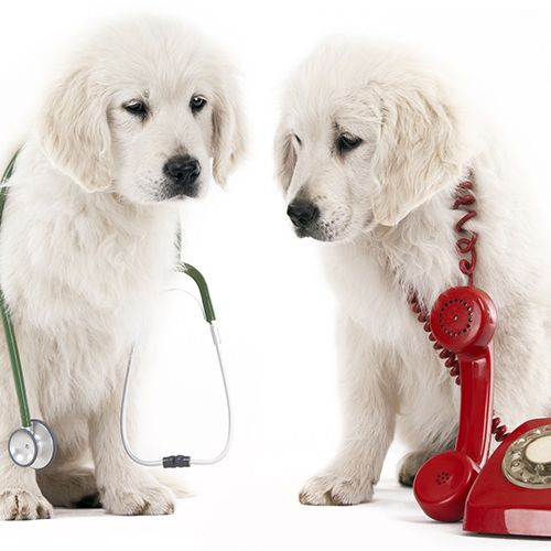 Veterinarian in Loveland, Blanchester OH Seven Hills Pet Clinic