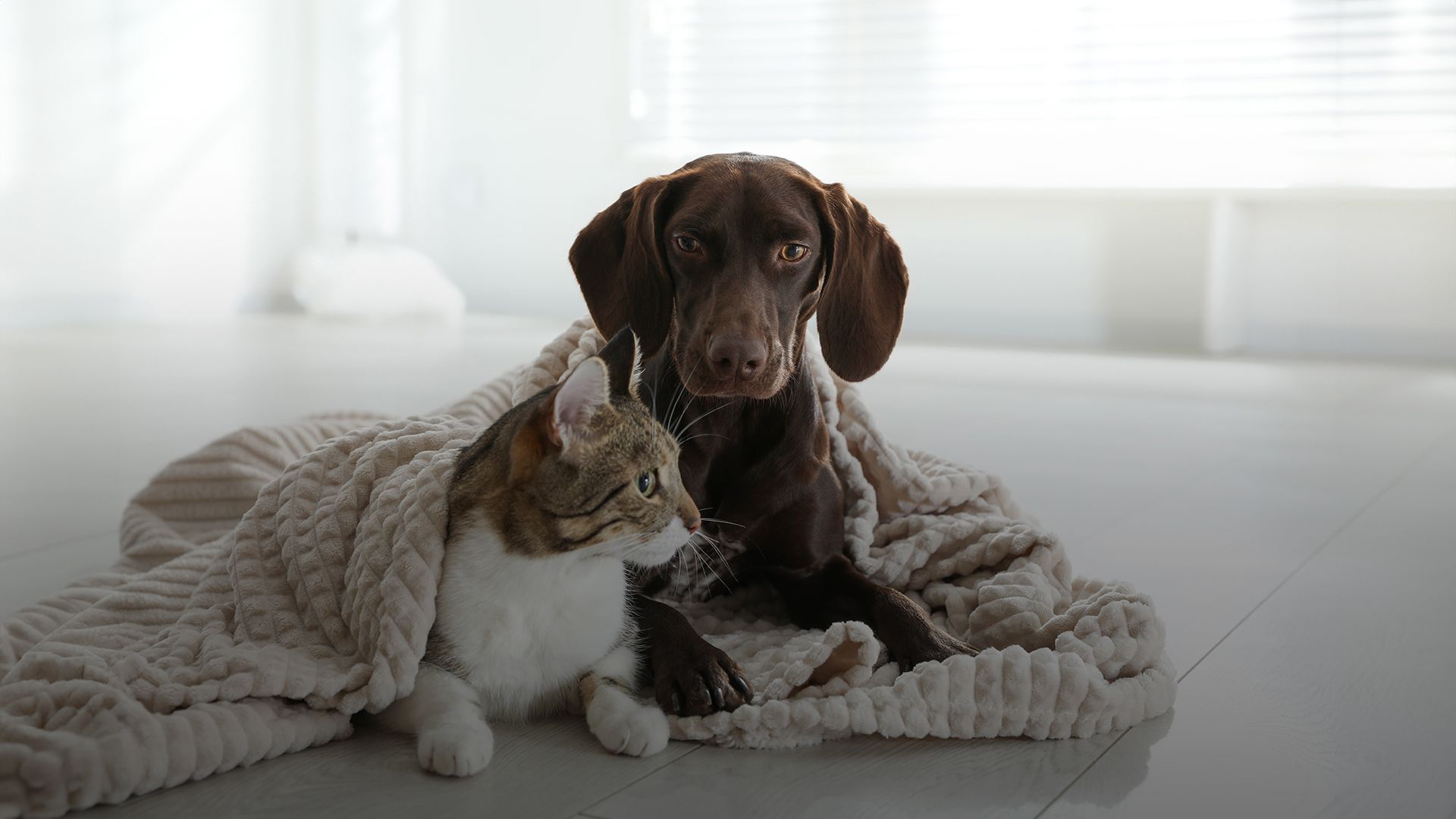 About Us Final Seasons Veterinary Services Veterinary Care in Provo