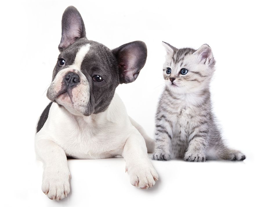 Orchid Spring Animal Hospital