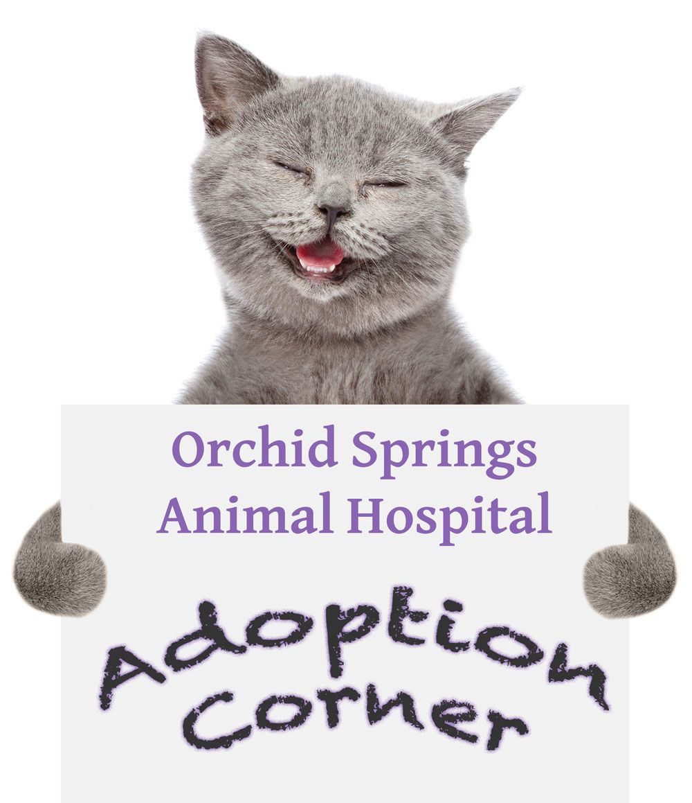 Orchid Spring Animal Hospital Adoptions